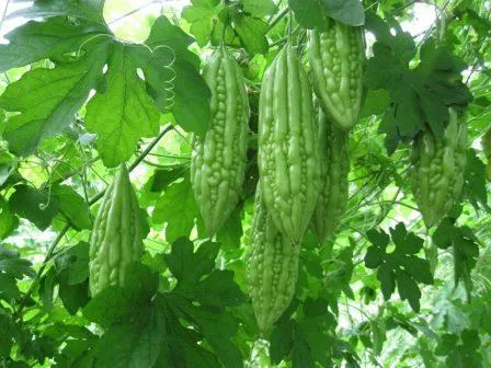 bitter gourd